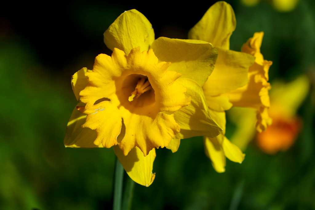 Daffodil Trumpet by davemockford