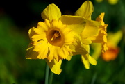 11th Mar 2019 - Daffodil Trumpet