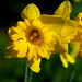 Daffodil Trumpet by davemockford