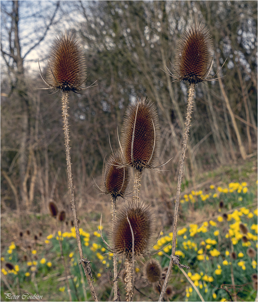 Wild Teasel by pcoulson