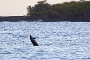11th Mar 2019 - Spinner Dolphin Coming Up for a Spin 