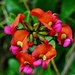 Rainbow Month Day 12 -Chorizema cordatum (Australian Flame Pea or Heart Leaf Flame Pea) by judithdeacon