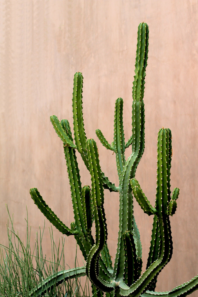 Sonoran Cactus by gtoolman8