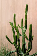 11th Mar 2019 - Sonoran Cactus