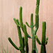 Sonoran Cactus by gtoolman8
