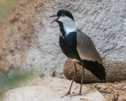 11th Mar 2019 - Spur-winged Plover