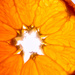 Orange by yorkshirekiwi