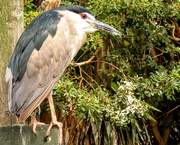 12th Mar 2019 - A Grey Heron