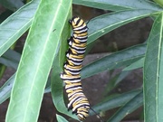 12th Mar 2019 - Monarch caterpillar 