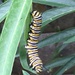 Monarch caterpillar  by kyfto