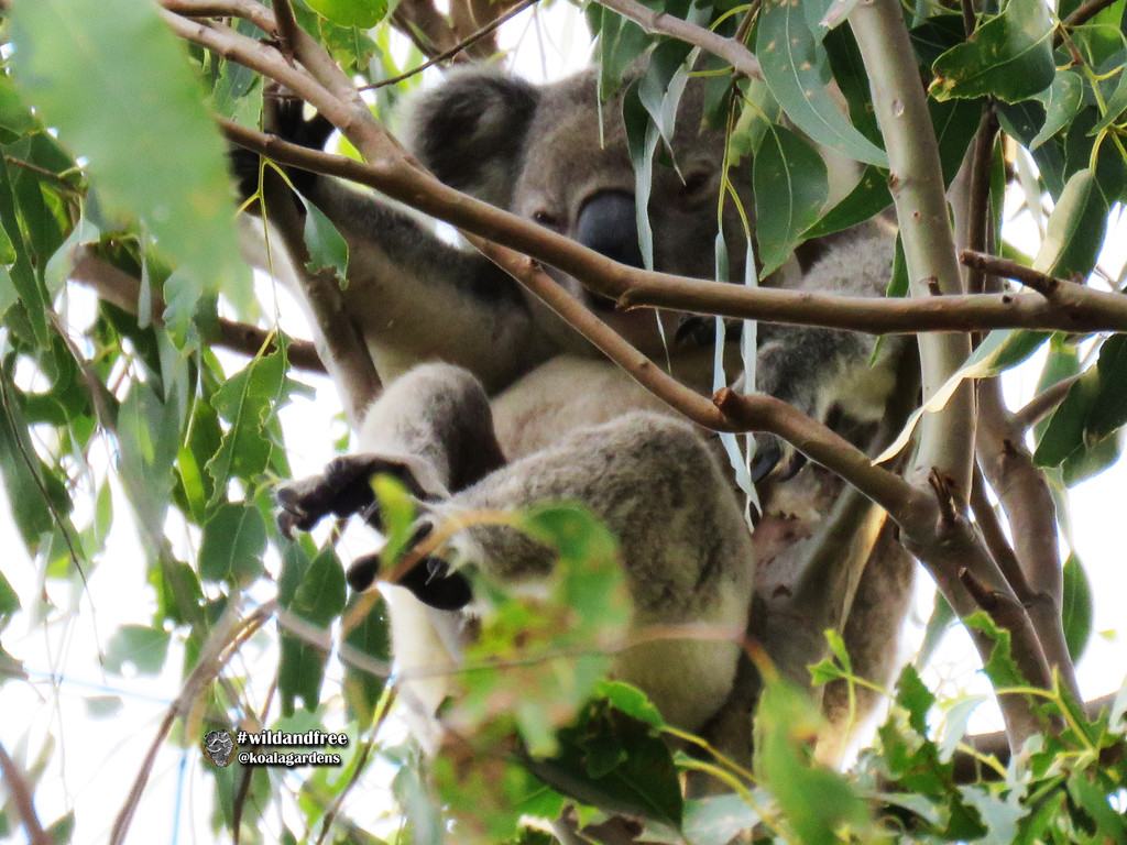 sitting pretty? by koalagardens