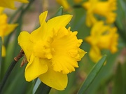 12th Mar 2019 - Daffodil