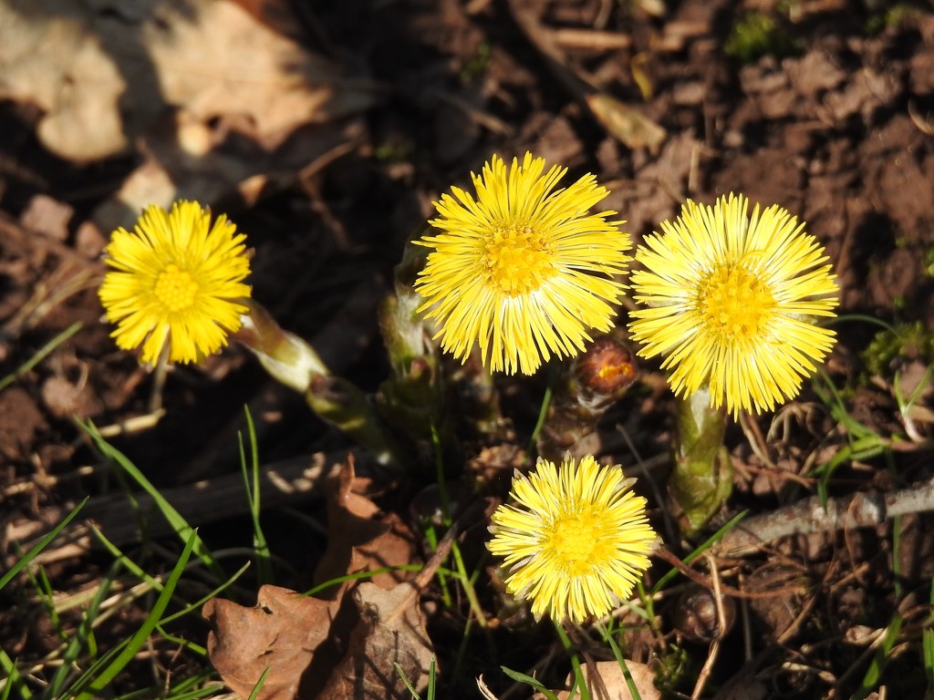  Coltsfoot   by susiemc