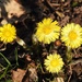  Coltsfoot   by susiemc