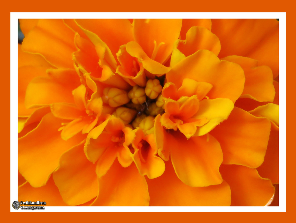 Marigold Orange by koalagardens