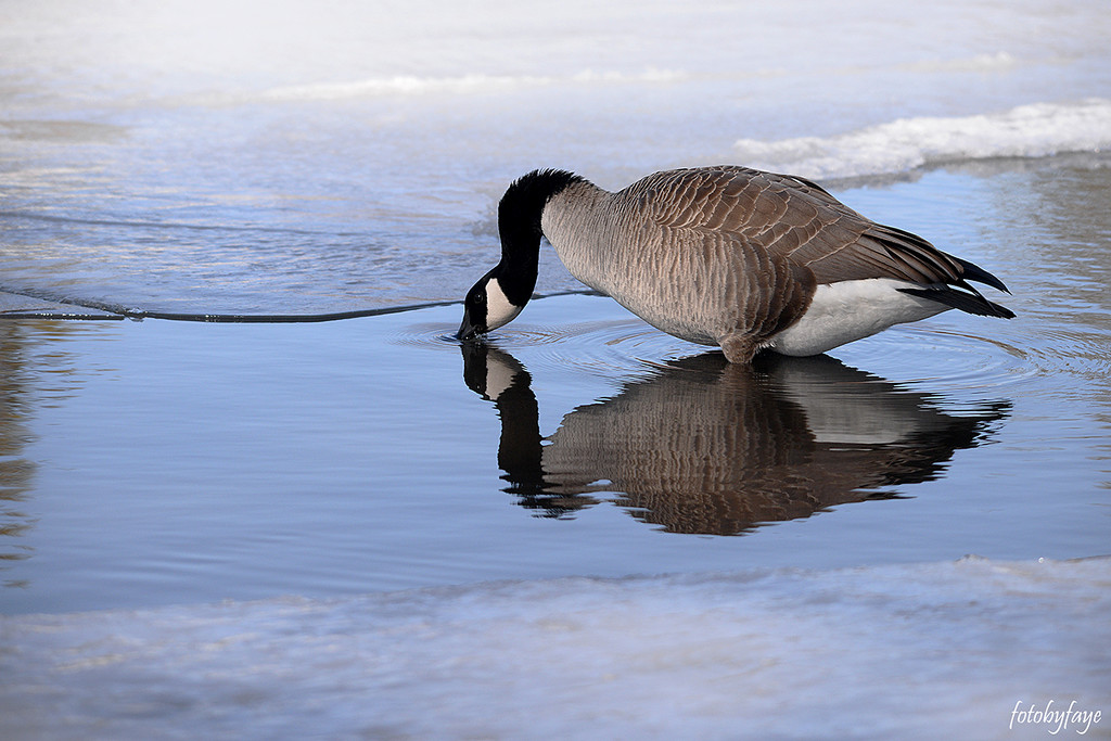 The Canadian Goose! by fayefaye