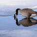 The Canadian Goose! by fayefaye