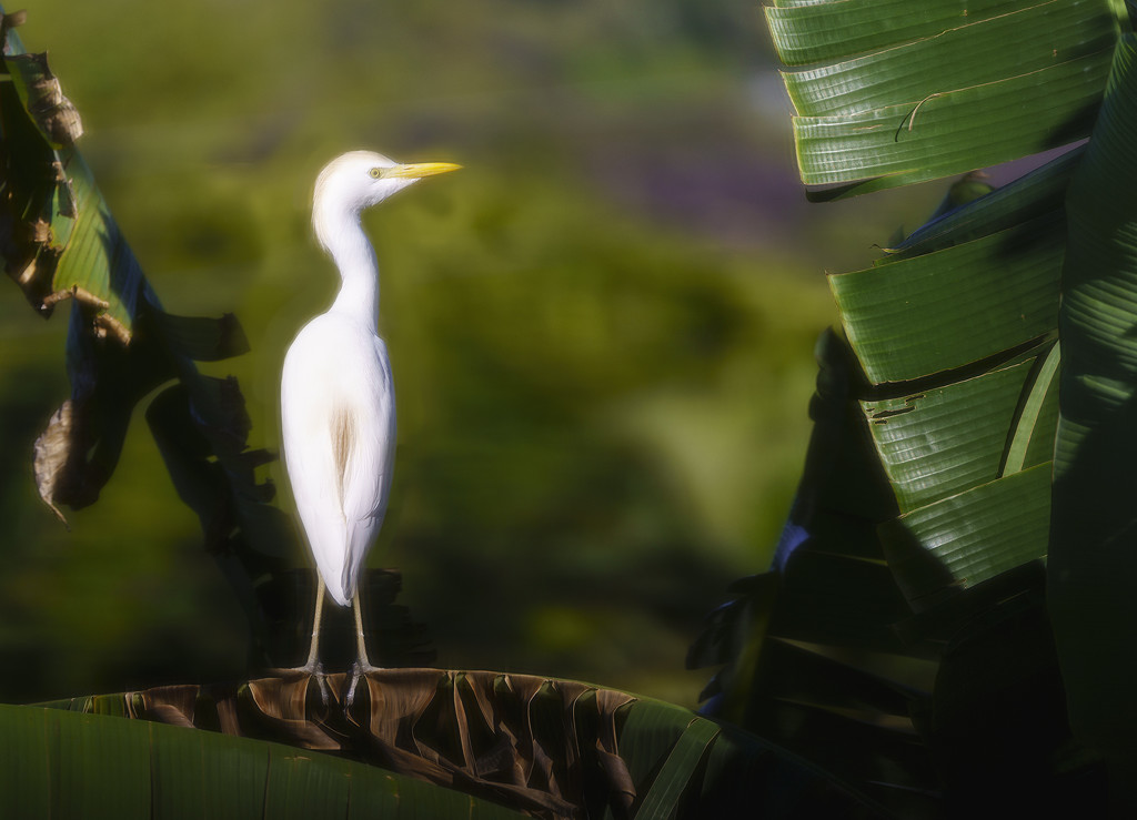 Cattle Egret In the Banana Palm by jgpittenger