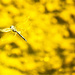 Dragon fly by sugarmuser