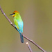 Rainbow bee-eater by sugarmuser