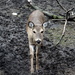 Friendly Deer by randy23
