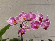 12th Mar 2019 - New little orchid 