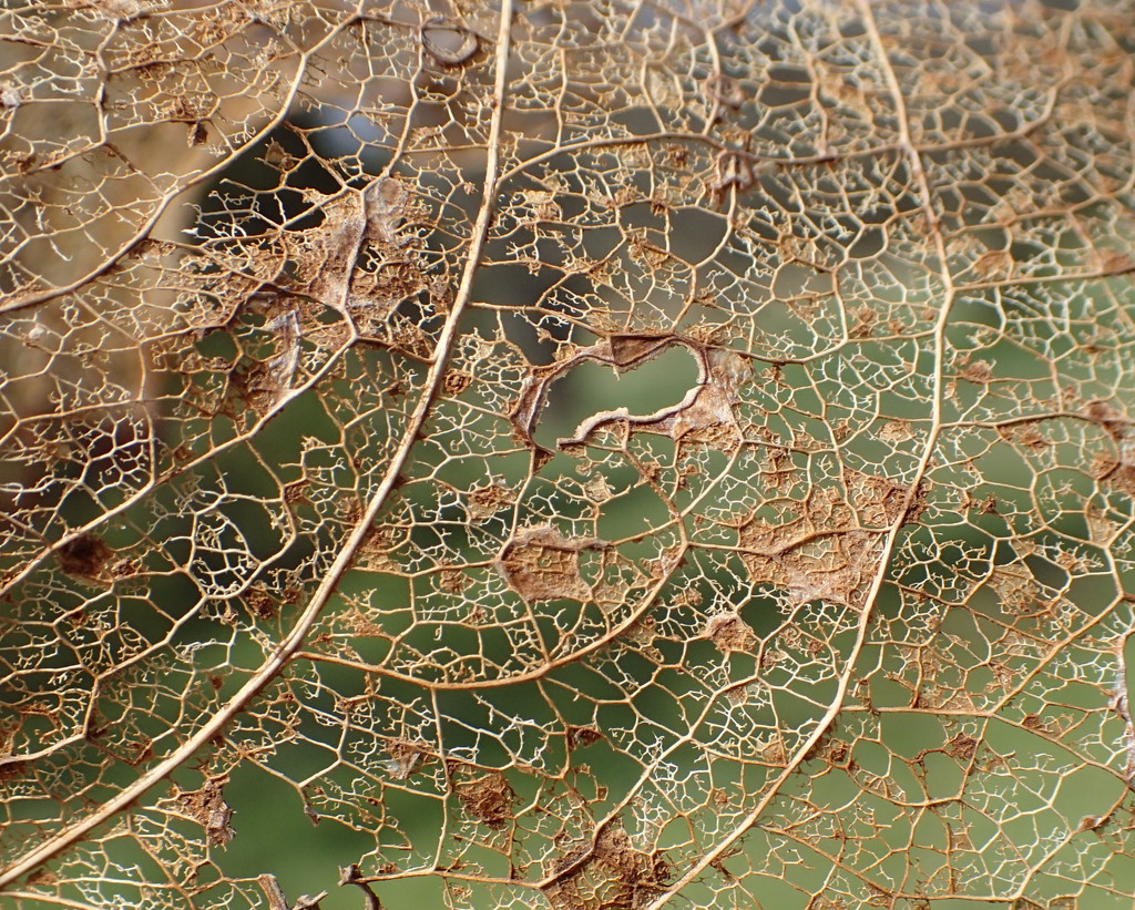 Leaf Skeleton by cjwhite