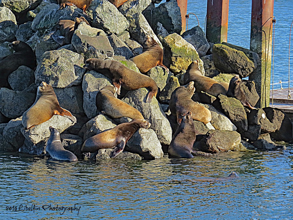 Sea Lion Pile by kathyo