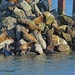 Sea Lion Pile by kathyo