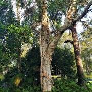 8th Mar 2019 - Australian Paperbark Tree ~        