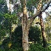 Australian Paperbark Tree ~         by happysnaps