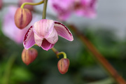 12th Mar 2019 - Happy Orchid Welcomes Us to Exhibition