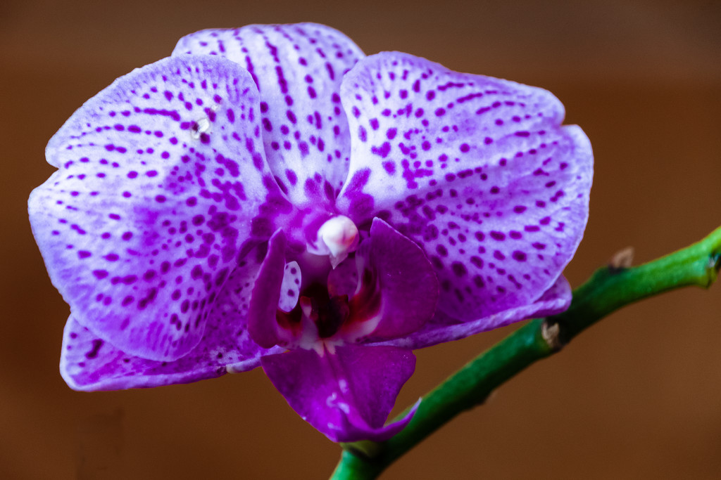 Orchid by nicoleweg