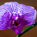 Orchid by nicoleweg