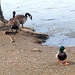 Where's the Other Ducks? by harbie