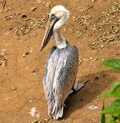 13th Mar 2019 - Brown Pelican 