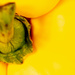 Yellow Capsicum by yorkshirekiwi