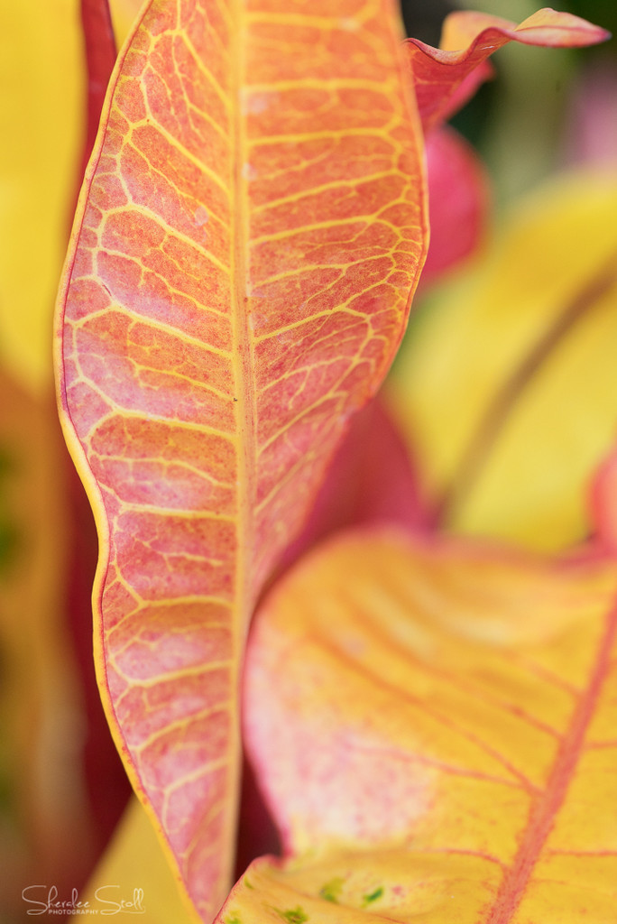 Colourful Croton by bella_ss