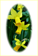 13th Mar 2019 - Daffodils 