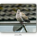 Collared Dove In The Rain (through the conservatory window) by carolmw