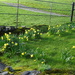 taken for the daffs "fluttering and dancing in the Storm Gareth" - but it's quite green #13 too by anniesue