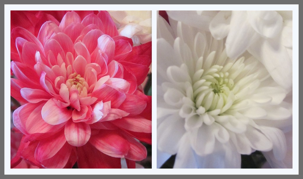 Pink and white Chrysanthemums. by grace55