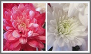 13th Mar 2019 - Pink and white Chrysanthemums.