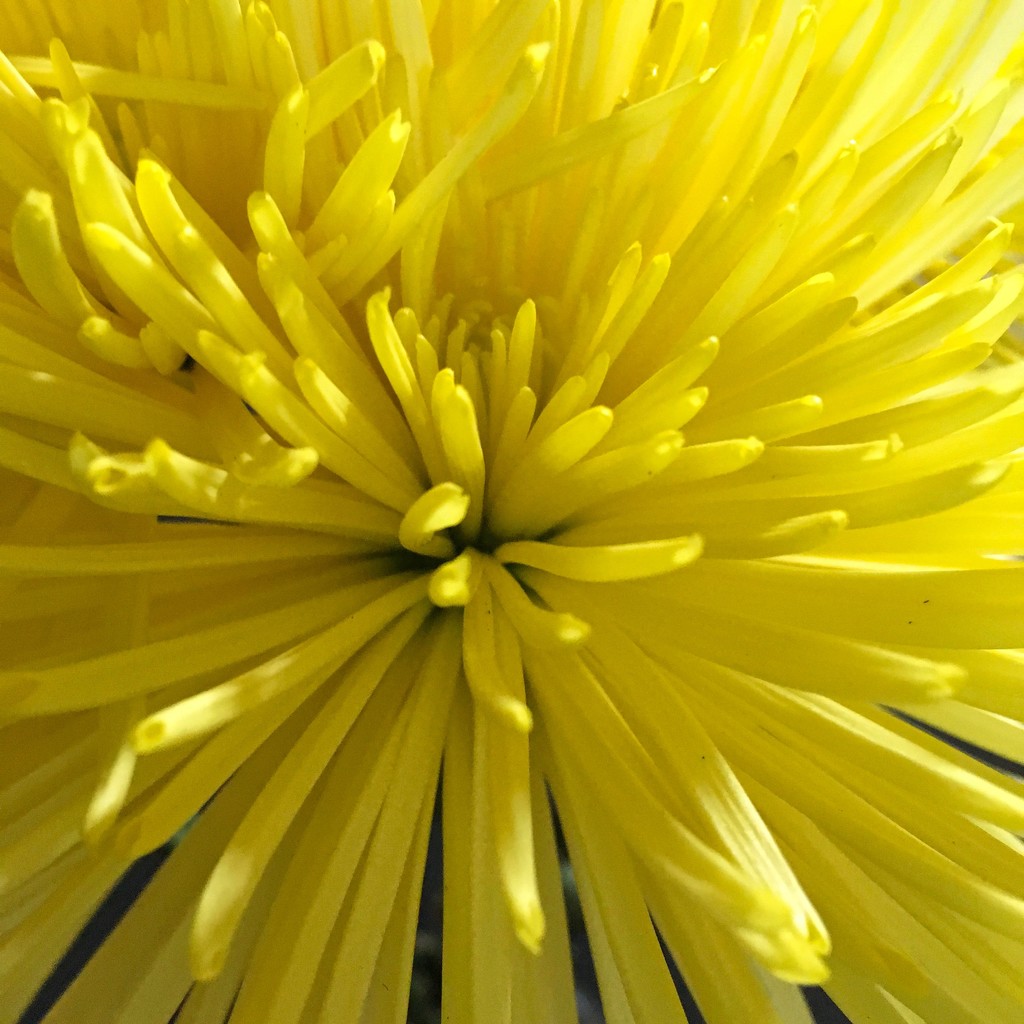 Yellow Flower #2 by shutterbug49