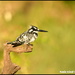 Pied kingfisher by rosiekind