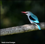 28th Feb 2019 - Woodland kingfisher