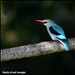 Woodland kingfisher by rosiekind