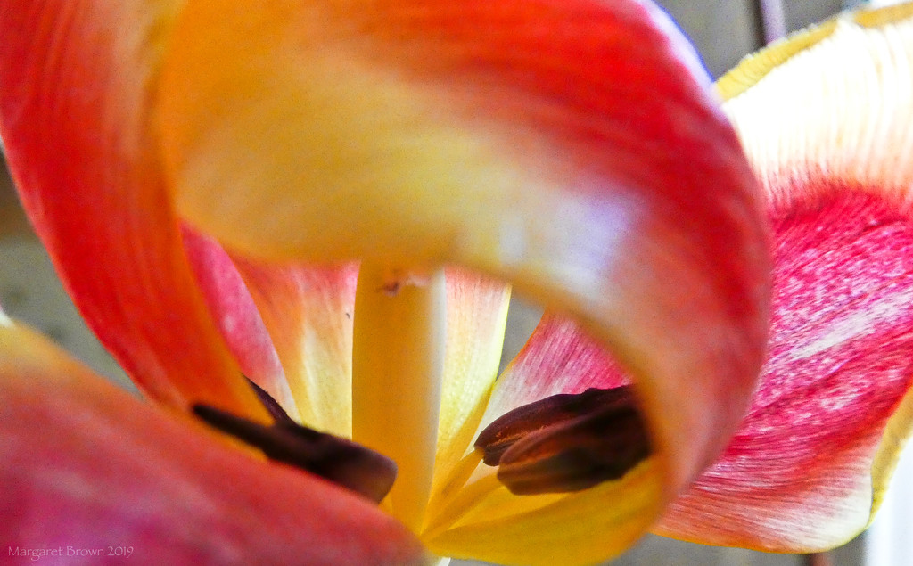 Tulip by craftymeg