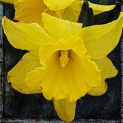 13th Mar 2019 - Yellow Daffodil