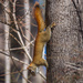 Ruby, American Red Squirrel by berelaxed